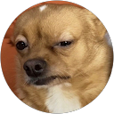 Alessandra Ciannavei profile picture