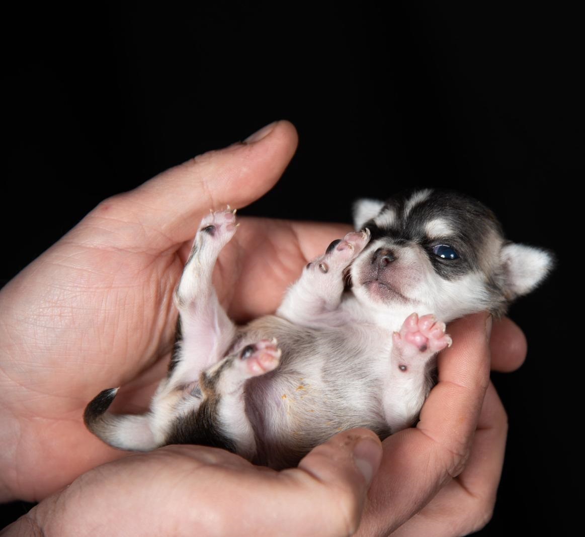 Cuccioli di chihuahua