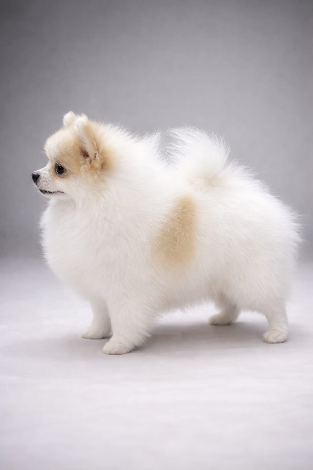 Spitz
